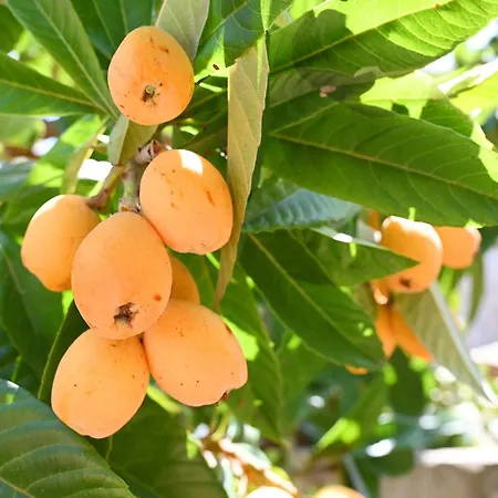 Kakopetria's House * 卡科佩特里亚