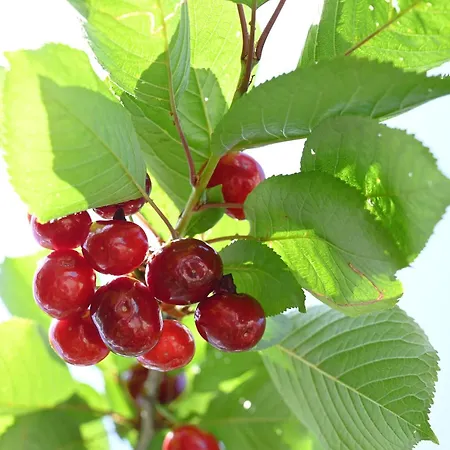 Kakopetria's House *