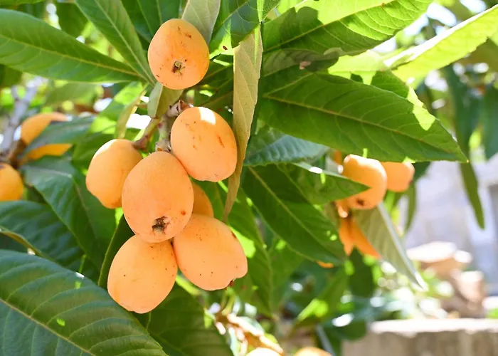 Kakopetria's House * Κακοπετριά