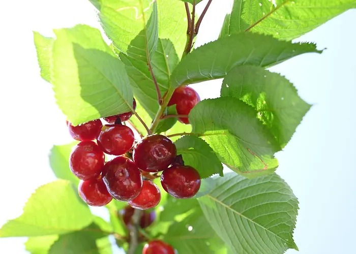 Kakopetria's House *